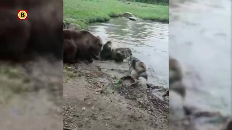 Osos se comieron a una loba viva en un zoo de Holanda