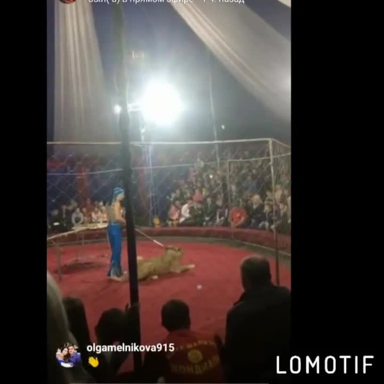 El ataque de la leona en un circo