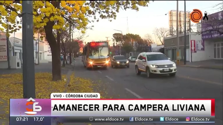 El lapacho amarillo de la avenida Caraffa