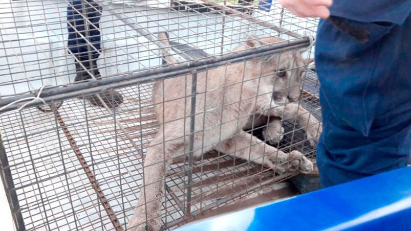 Atraparon a un puma en Chaján