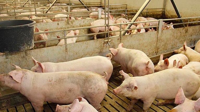 Más de 1000 cerdos murieron asfixiados