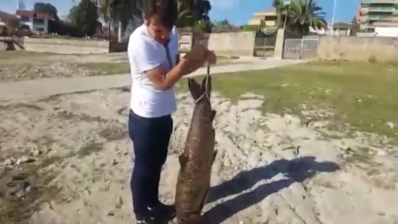 Así es el pez gigante hallado a orillas del dique San Roque