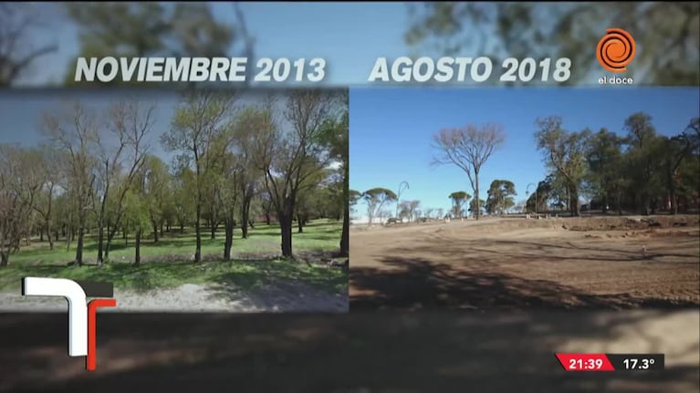 Polémica por una tala de árboles en Córdoba