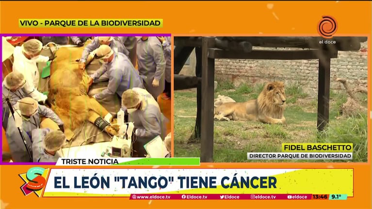 Cómo está Tango, el león intervenido del Parque de la Biodiversidad 