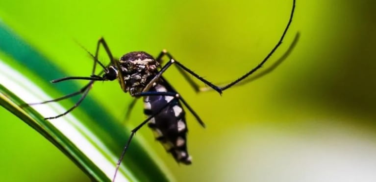 Quiénes son considerados pacientes con “dengue grave” para ser vacunados