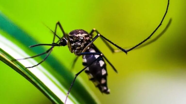 Quiénes son considerados pacientes con “dengue grave” para ser vacunados