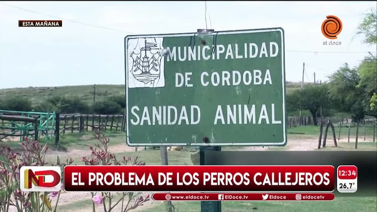 El problema de los perros callejeros