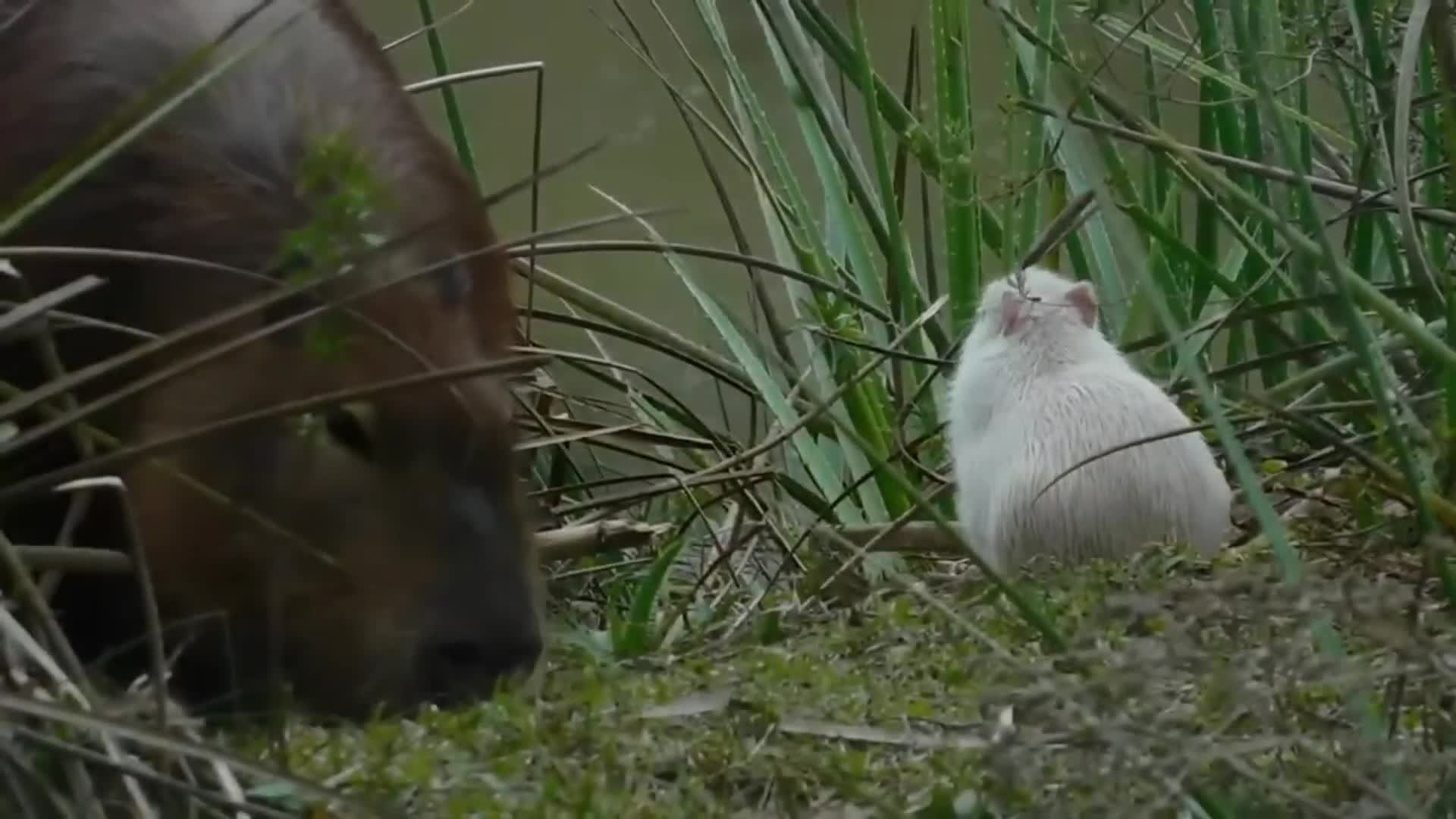 Un carpincho albino en Uruguay