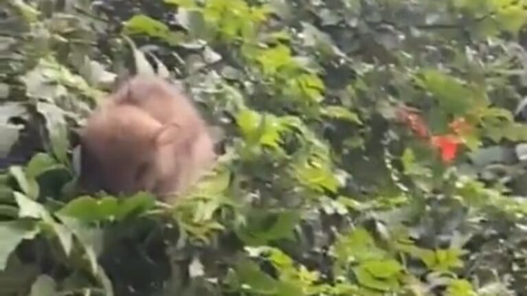 Un extraño roedor sorprendió a una chica y su mamá