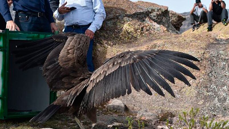 Liberaron a un cóndor en las Altas Cumbres