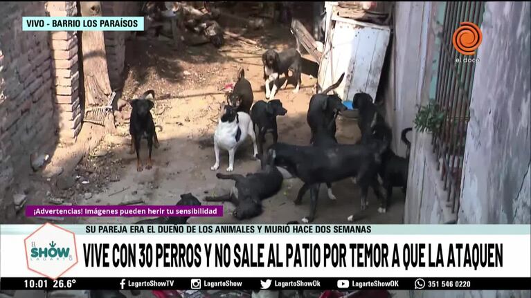 Una mujer tiene 30 perros y ya no los puede controlar