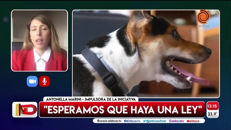 Piden que incluyan a las mascotas en la Ley de Licencias Especiales