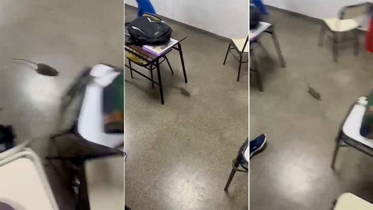 Una rata irrumpió en un aula en Córdoba y causó terror entre los alumnos: el video