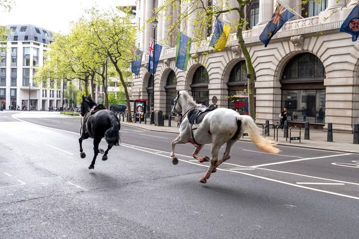 caballos londres