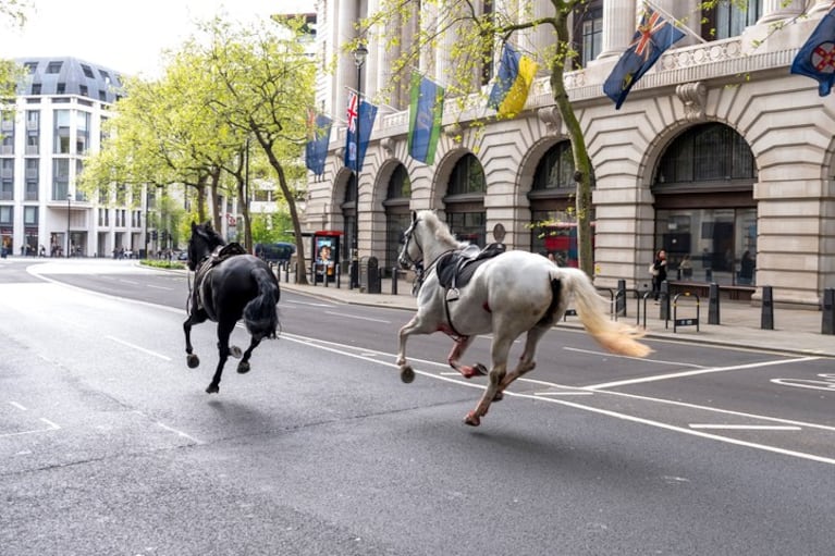 Pánico en el centro de Londres por caballos de la Guardia Real que escaparon y enloquecieron