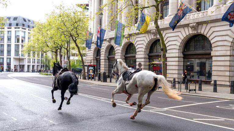 Pánico en el centro de Londres por caballos de la Guardia Real que escaparon y enloquecieron