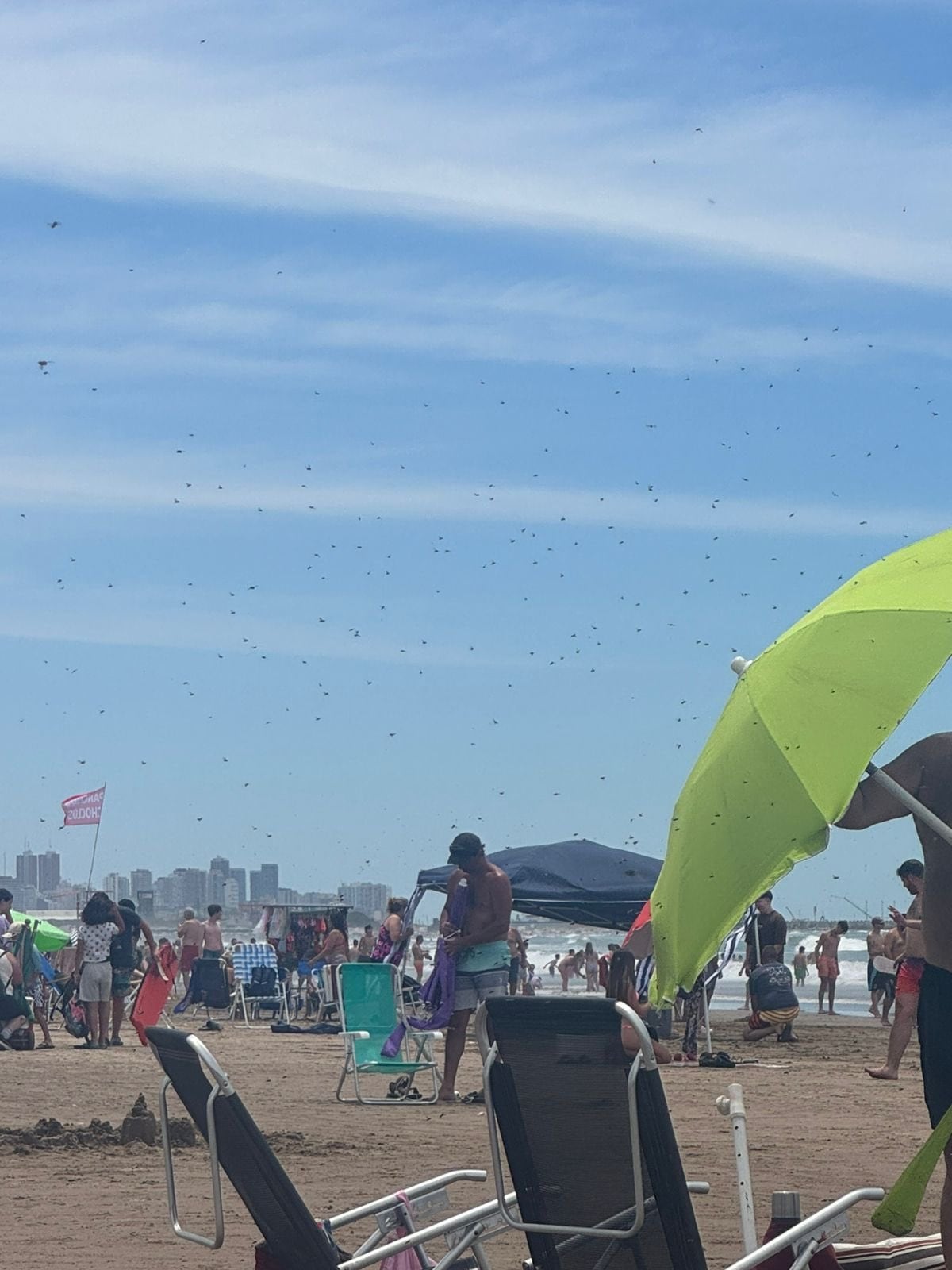 Pánico en la costa: fueron a la playa y los invadió un enjambre de abejas