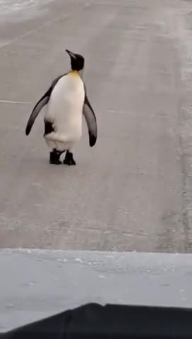 pingüino en la calle