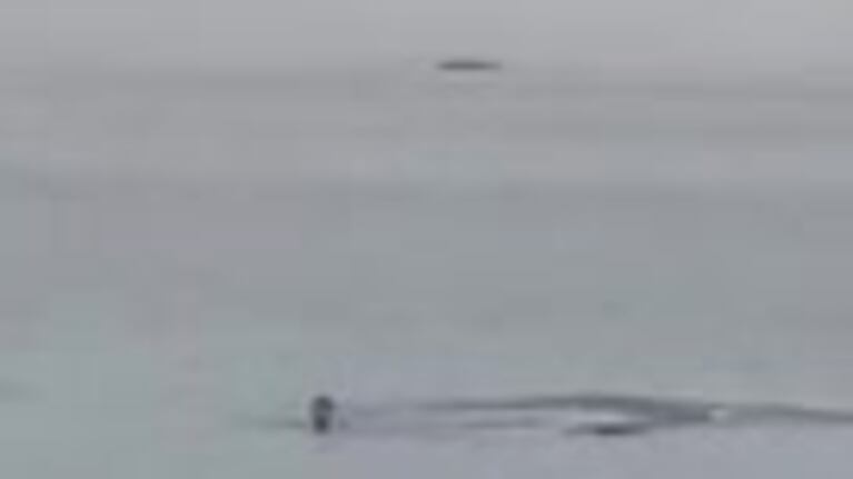 Un tiburón se comió a un turista en Egipto