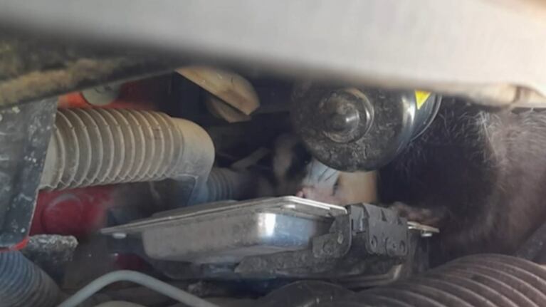 Abrió el capó del auto y se encontró con ¡una comadreja!