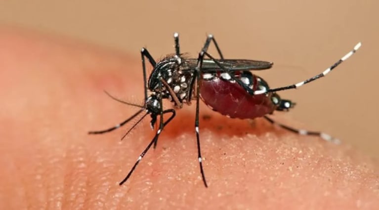 Dengue: qué temperatura tiene que hacer para que se mueran los mosquitos y las larvas