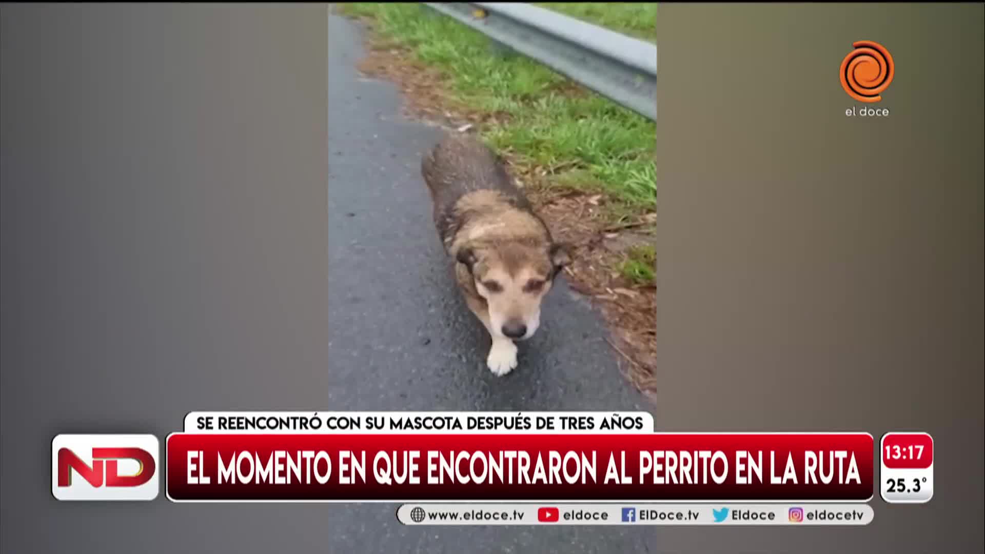 Encontró a un perro que buscaban hacía tres años