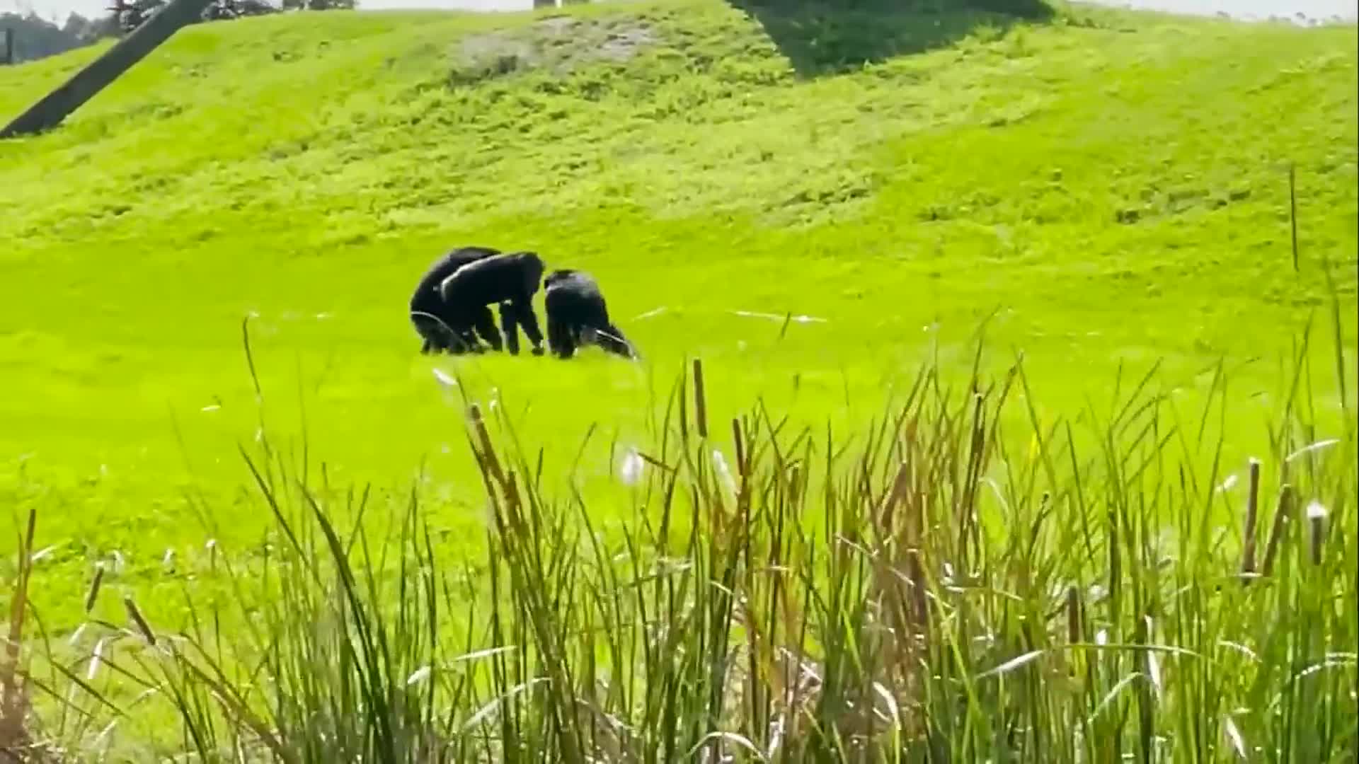 Liberaron a una chimpancé después de 29 años