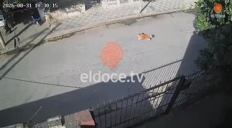 Video Placeholder