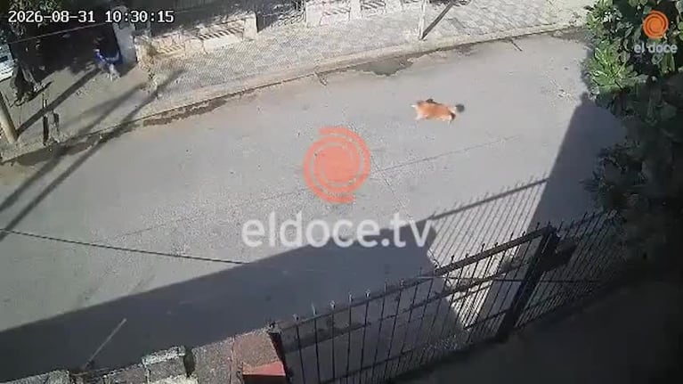 Un conductor de una app de viajes le robó a un jubilado: el video