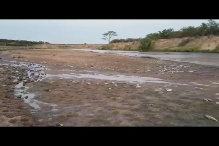 Cientos de peces muertos en Río Cuarto