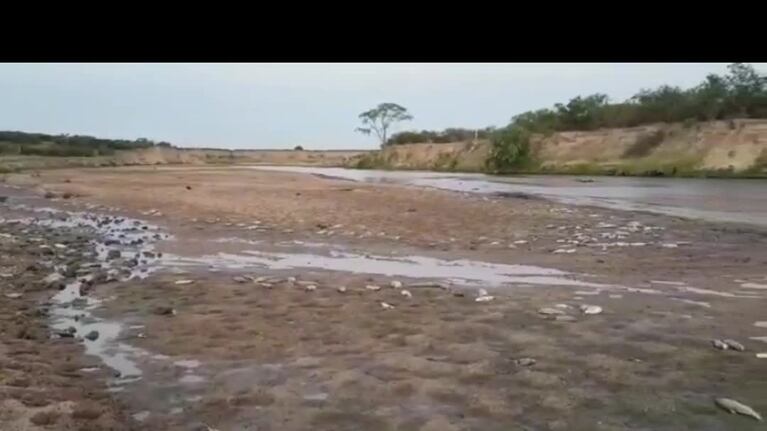 Cientos de peces muertos en Río Cuarto