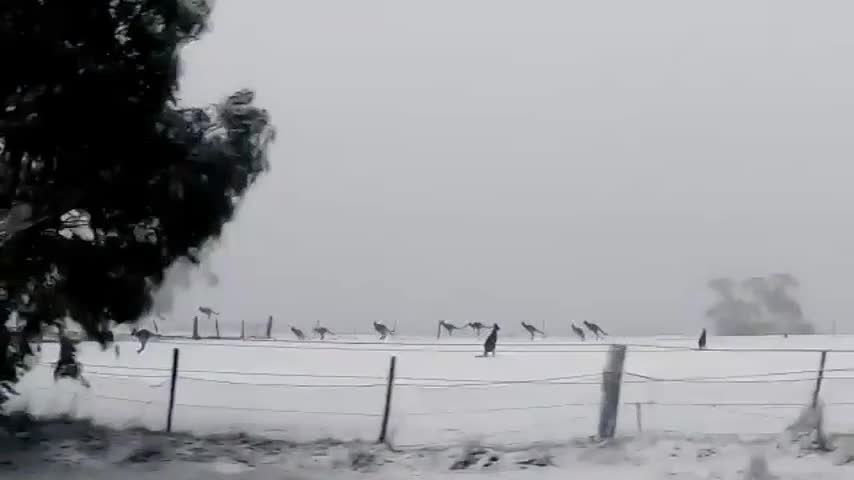 Canguros en medio de la nieve sorprenden en Australia