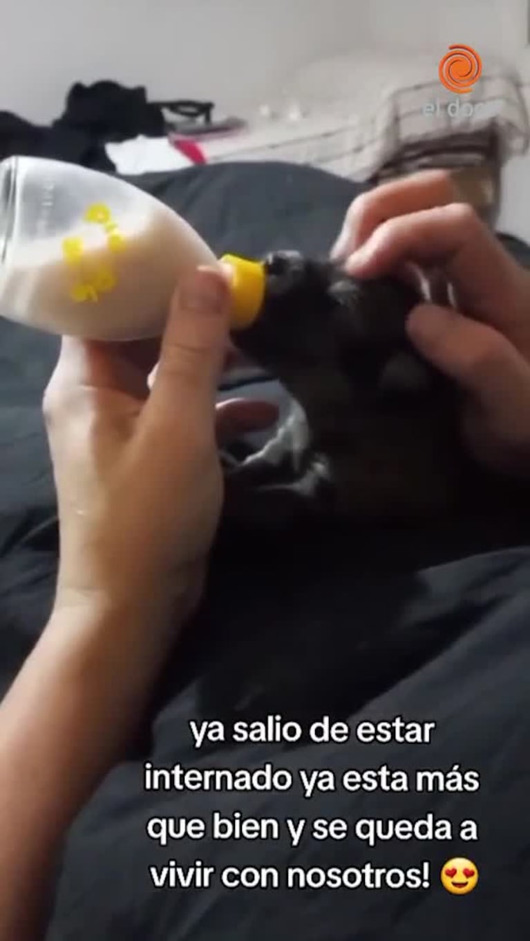 Un extraño y tierno hallazgo en una ruta de Córdoba