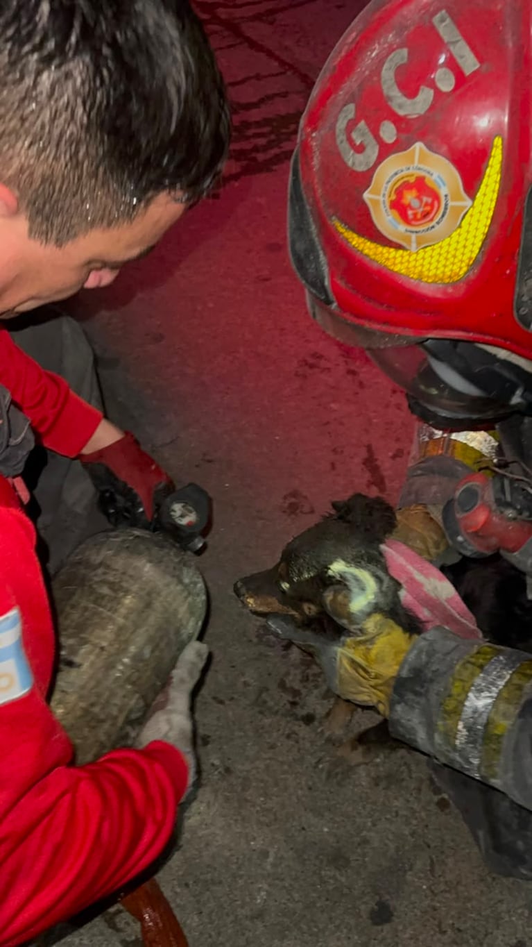 Dramático rescate de un perro