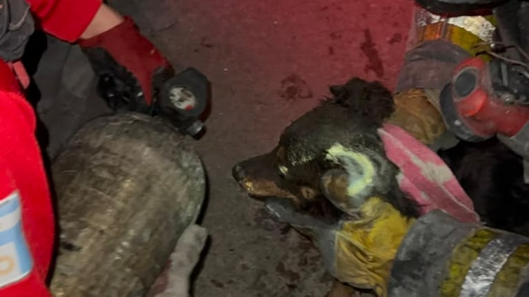 Dramático rescate de un perro