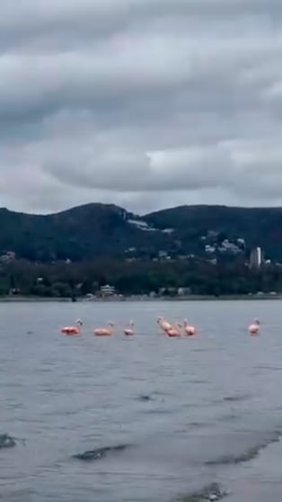 Increíble visita de flamencos en Santa Cruz del Lago