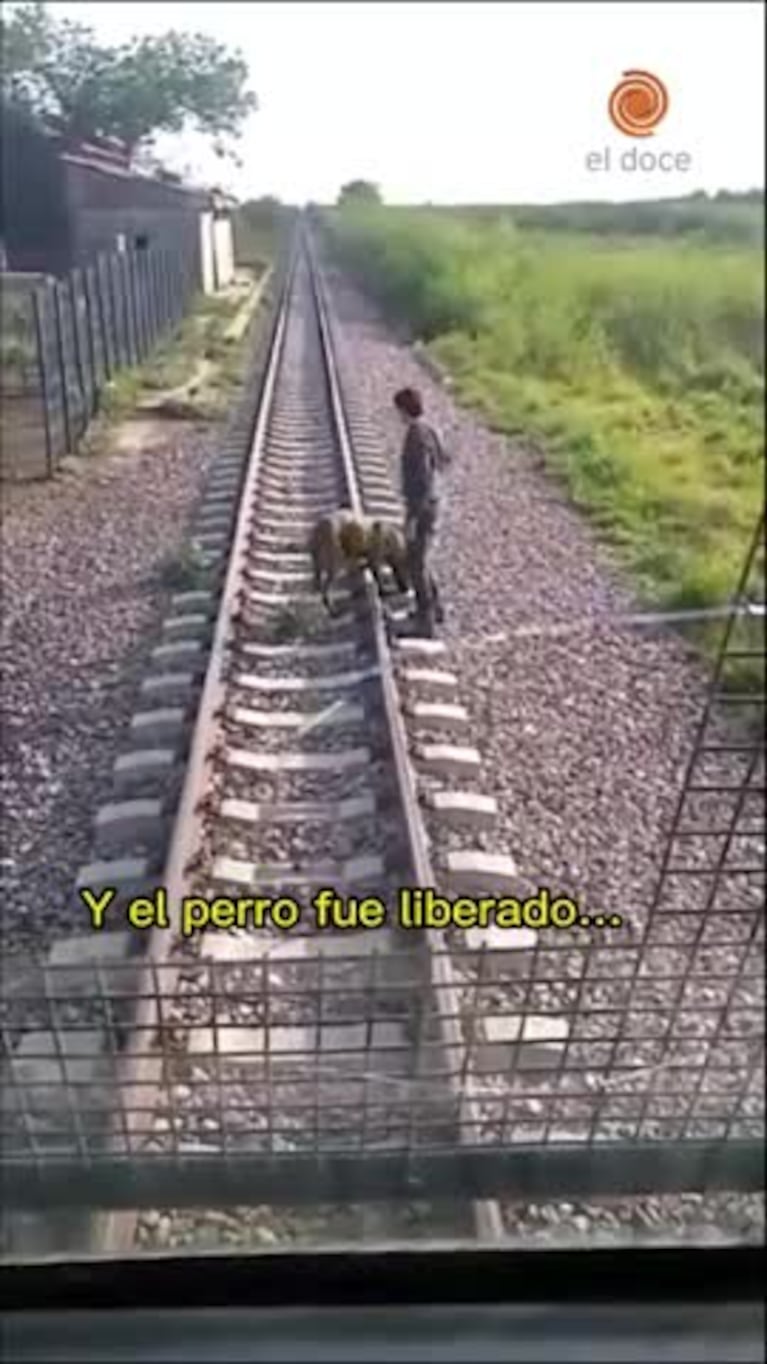 Chaco: salvaron a un perro en las vías del tren