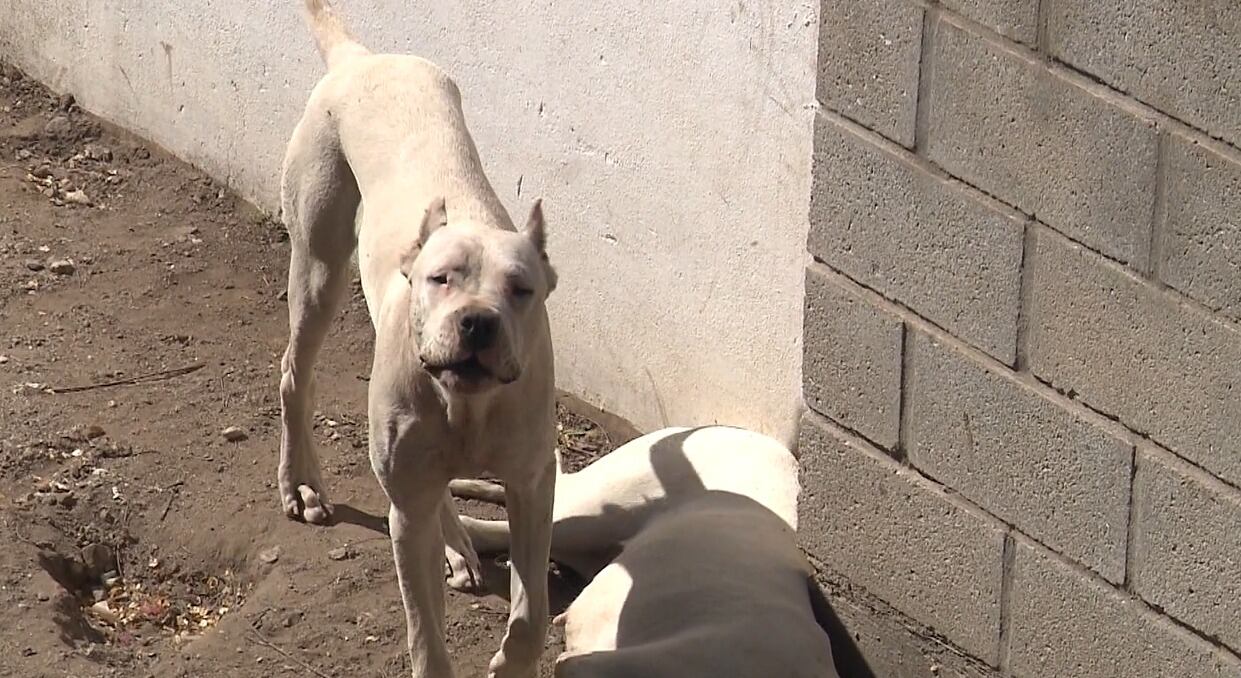 Estado de abandono y temor: la denuncia de los vecinos sobre los dogos del presunto ataque fatal
