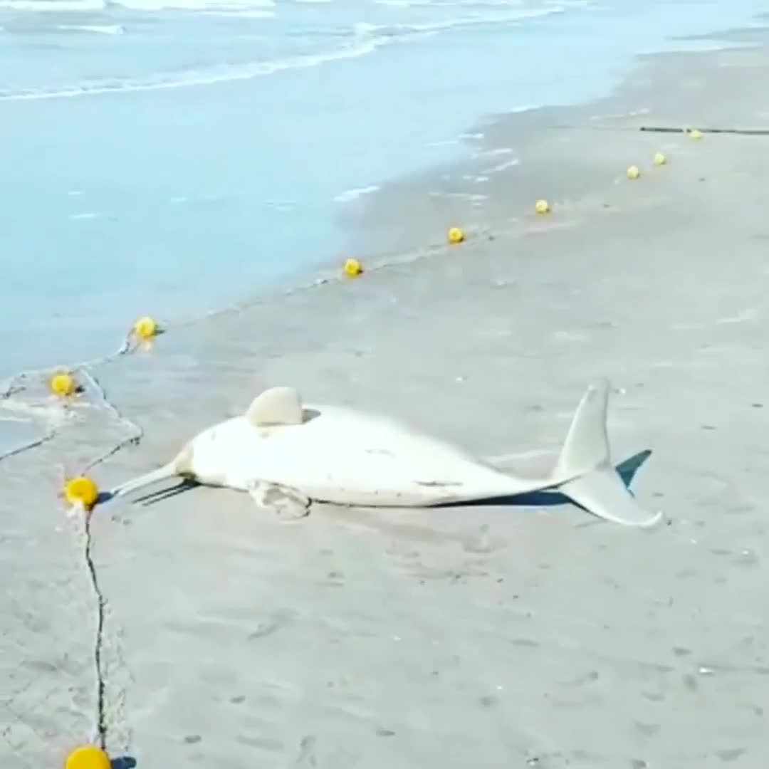 Capturó un delfín y se lo llevó en uno de sus hombros