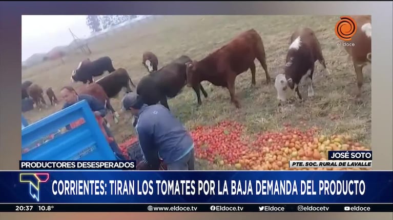 Advierten que podría haber faltante de tomates