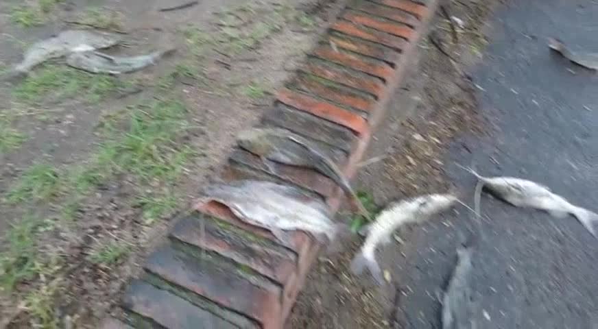 Jueves de lluvia y pesca en pleno Río Suquía