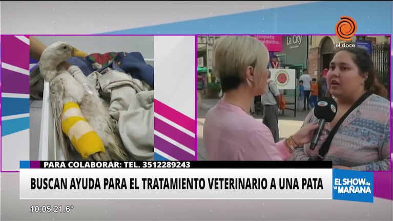 Una pata, mascota de una villa, está herida y necesita ayuda 