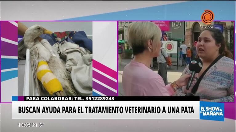 Una pata, mascota de una villa, está herida y necesita ayuda