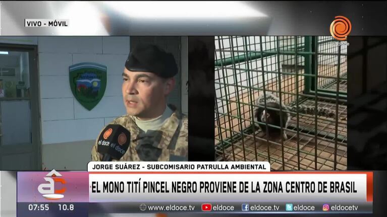 Córdoba: rescataron una mona Tití Pincel del patio de una casa