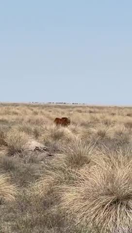 El aguará guazú que volvió a su hábitat