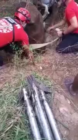 El rescate de un caballo que cayó a un pozo