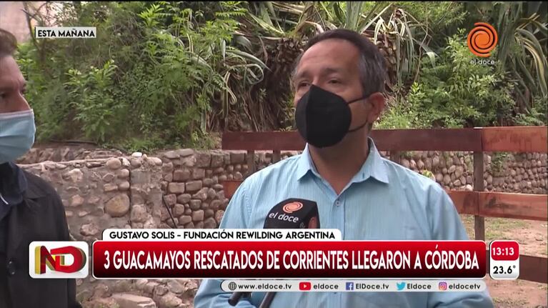 Ex Zoo: llegaron tres guacamayos rescatados de los incendios en Corrientes