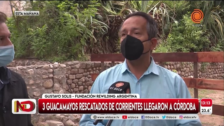 Ex Zoo: llegaron tres guacamayos rescatados de los incendios en Corrientes