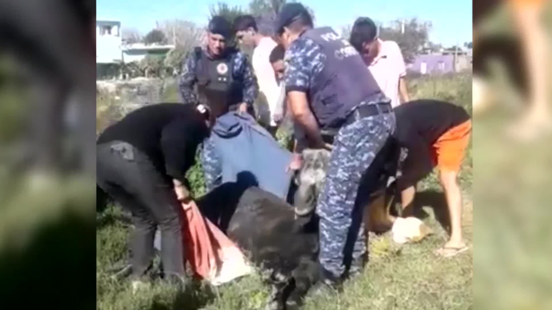 Un caballo fue golpeado y abandonado en Marqués Anexo