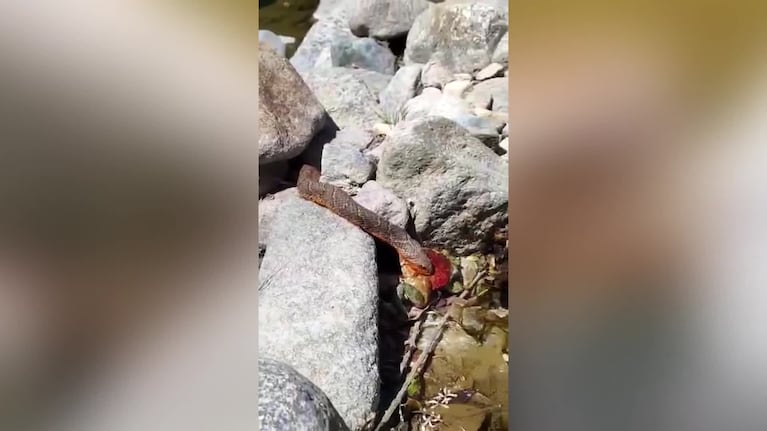 Encontró una serpiente comiendo a un sapo en el río